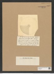 Coscinodiscus punctiger Castrac. (de-Toni-Nr.: Genus 202, Species 5199) Zeichnungen Sammlung Grunow Nr. 8912 (NHMW-BOT-W0378577)